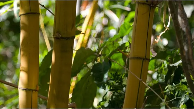 Courtesy Dennis Flood.com