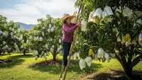 7 Cara Melindungi Buah dari Serangan Lalat Buah agar Panen Tidak Gagal, Mudah Dipraktikkan di Rumah