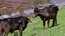 Dua ekor sapi selamat setelah banjir yang dipicu jebolnya bendungan menerjang Brumadinho, Brasil, Jumat (25/1). Ini bukan kali pertama musibah bendungan jebol terjadi di negara bagian yang kaya tambang itu. (Leo Drumond/Nitro via AP)