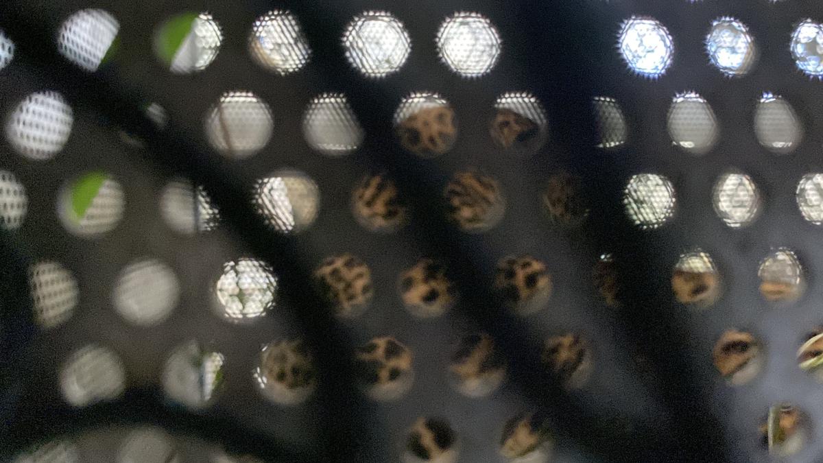 Macan Tutul yang Lukai 2 Warga di Kabupaten Bandung Berhasil Dievakuasi