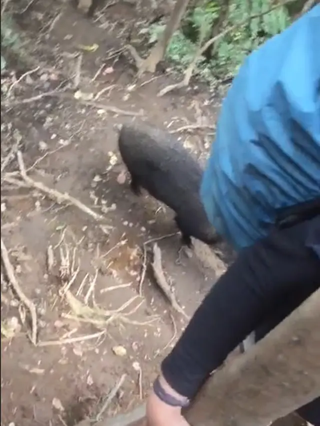 Kocak, Pendaki Ini Abadikan Momen Saat Bertemu Babi Hutan di Gunung