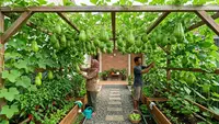 Inspirasi Kebun Labu Siam Gantung untuk Lahan Sempit agar Lebih Rapi dan Produktif