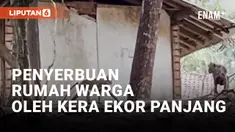 Kemarau Panjang, Puluhan Kera Serbu Rumah Warga