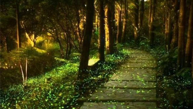 Cantiknya, Taman dengan 10.000 Kunang-kunang