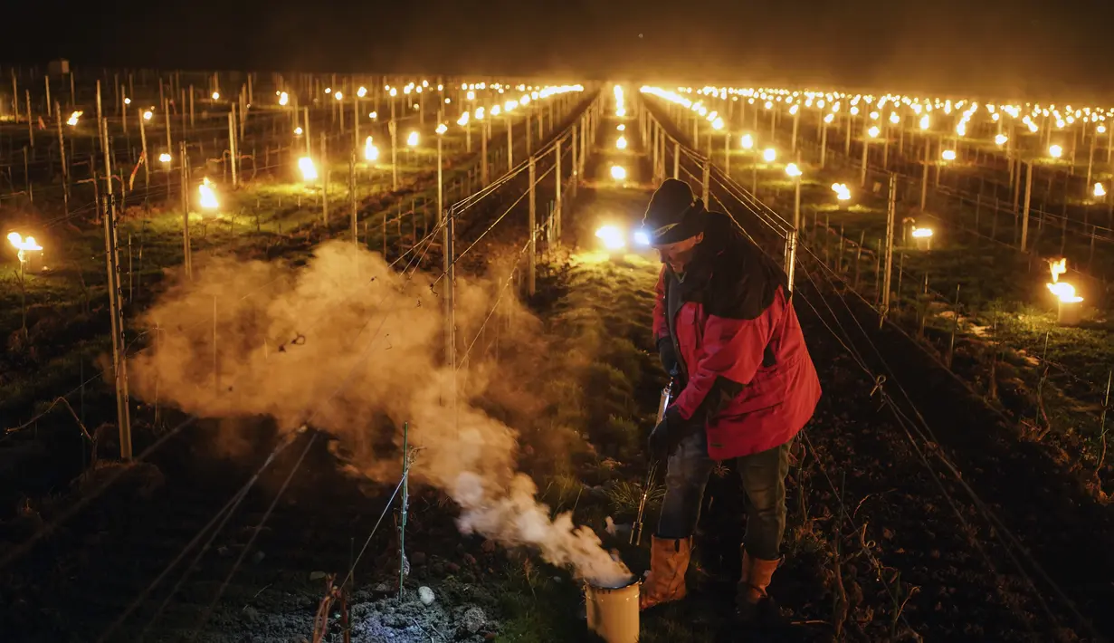 Petani anggur Patrick Clavelin memperbaiki lilin anti-beku besar di kebun anggur di wilayah Jura, di Le Vernois, Prancis tengah (4/4/2022). Penurunan suhu April di sekitar Prancis mengancam kebun anggur dan tanaman penting lainnya.  (AP Photo/Laurent Cirpriani)