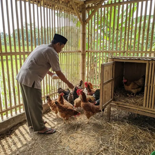 Tips Ayam Kampung Rutin Bertelur Meski di Kandang