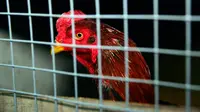 Seekor ayam berada di kandang saat akan mengikuti sabung ayam di Kota Najaf, Irak, Sabtu (26/1). Ayam yang dipertandingkan mendapat perawatan khusus seperti diberi makan daging, telur, dan kulit sayur. (Haidar HAMDANI/AFP)