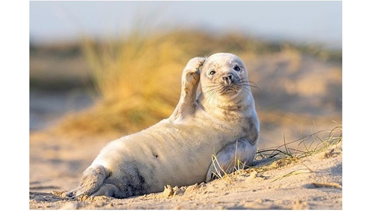 Potret Bayi Anjing Laut Berpose Layaknya Model