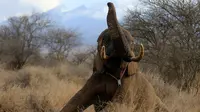 Gajah berusaha bangun usai dipasangkan radio satelit di Amboseli National Park, Kenya (2/11). Pemasangan radio satelit untuk mempermudah pelacakan gajah liar serta mengendalikan perburuan liar. (REUTERS/Thomas Mukoya)