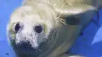 Seekor bayi anjing laut abu-abu betina terlihat di Yokohama Hakkeijima Sea Paradise di Yokohama, prefektur Kanagawa pada 5 April 2023. (AFP/Kazuhiro Nogi)