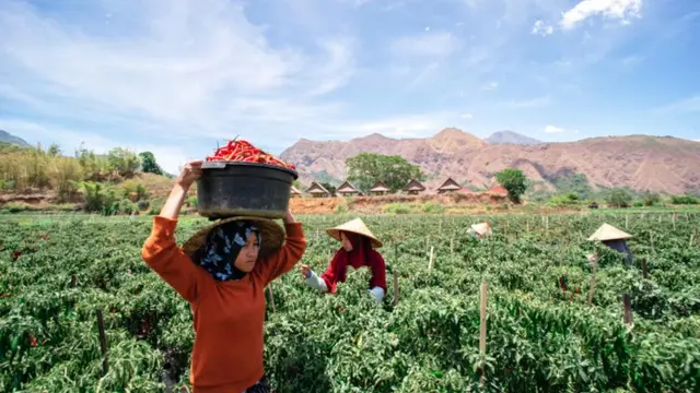 Strategi BRI Berhasil Menyalurkan KUR Pertanian Rp 26,5 Triliun dalam 6 Bulan