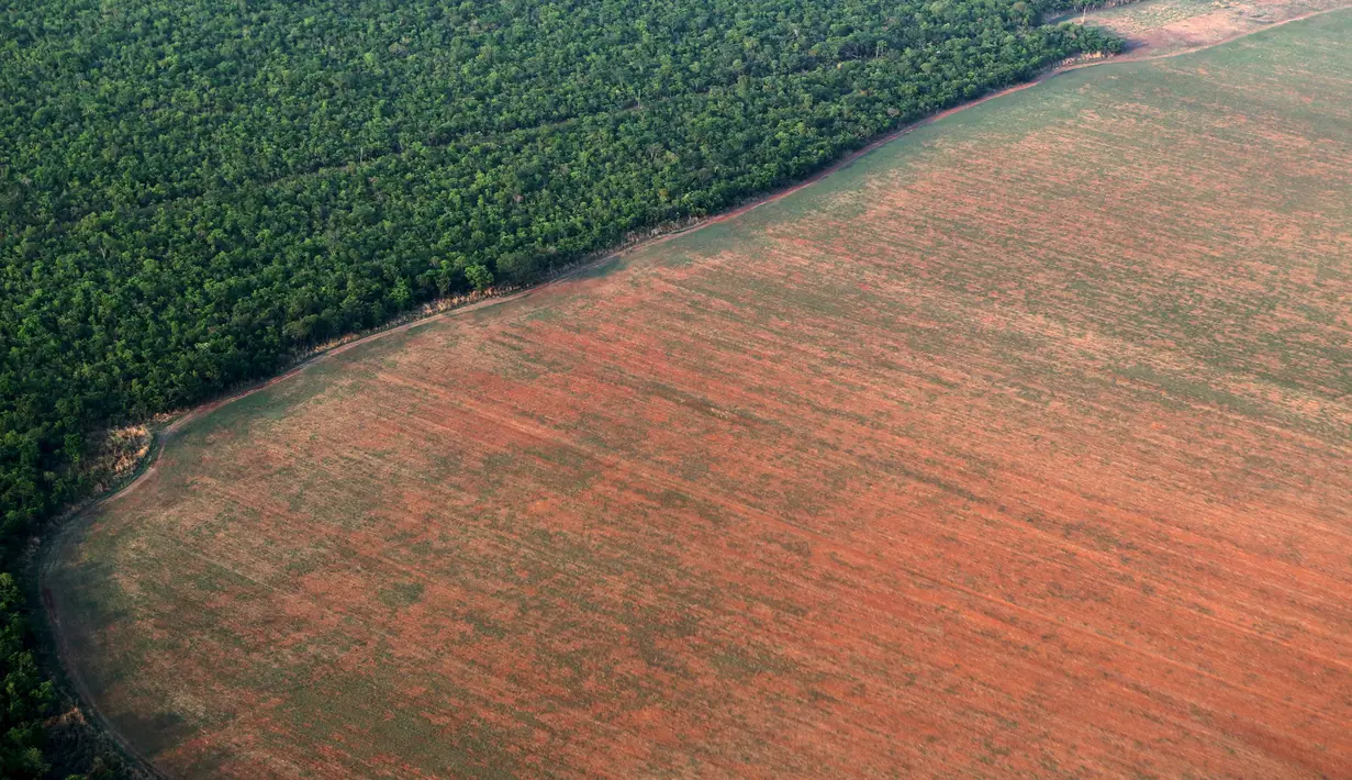 Pantauan foto udara hutan hujan Amazon (kiri), yang berbatasan dengan lahan gundul disiapkan untuk penanaman kedelai, Negara Mato Grosso di barat Brasil, (4/10). Brasil akan menghasilkan rekor 97.800.000 ton kedelai di 2015-2016.  (REUTERS/Paulo Whitaker)