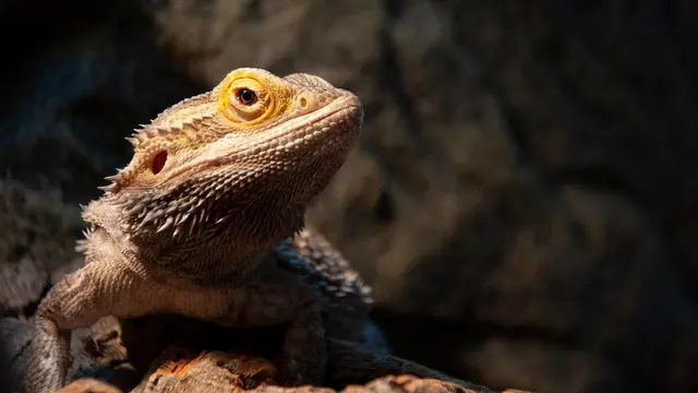 Bearded Dragon