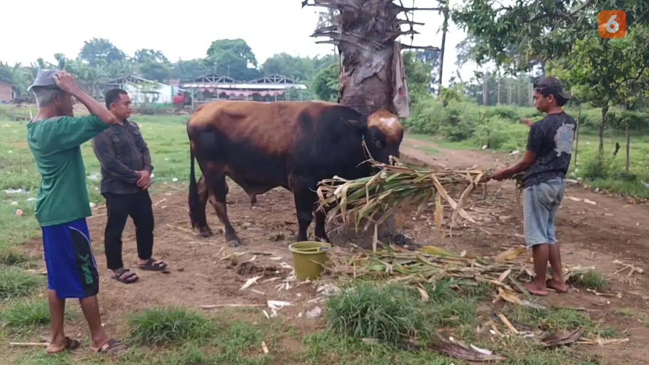 Sapi kurban Presiden Prabowo di Sulsel dijaga ketat 20 orang selama 24 jam (Liputan6.com/Fauzan)