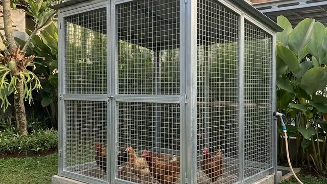 Kandang Ayam Minimalis yang Tidak Bau dan Mudah Dibersihkan