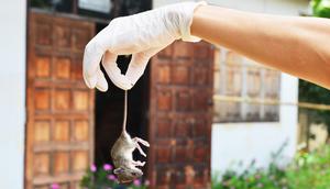 Tips Mengusir Tikus di Rumah Tanpa Perangkap Beracun / copyright shutterstock