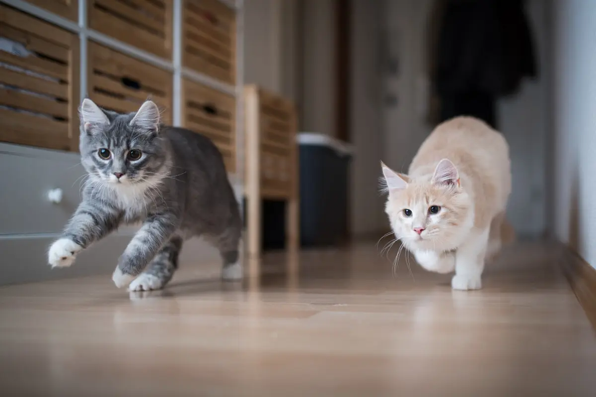 Ilustrasi kucing