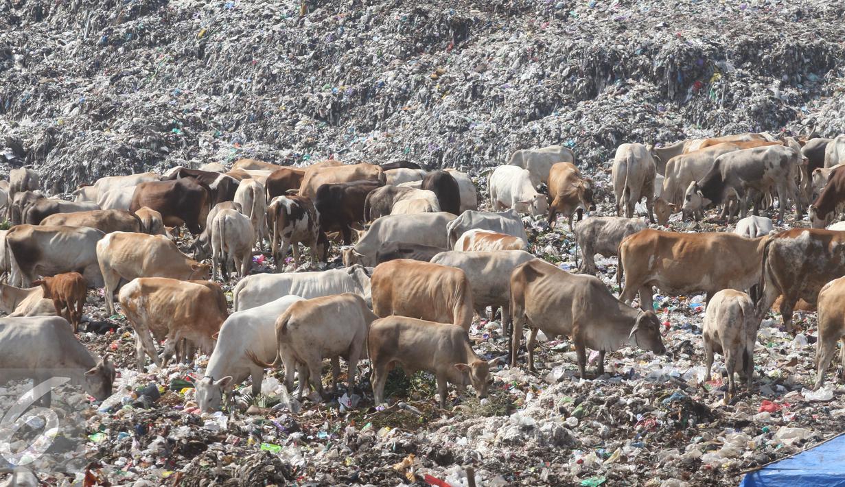 Puluhan ekor sapi saat berada di di TPA Piyungan, Yogyakarta, Sabtu (11/6). Sapi di TPA tersebut tidak layak di konsumsi karena memiliki kandungan logam yang tinggi. (Liputan6.com/Boy Harjanto)