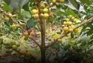 Tanaman kopi di Lereng Gunung Raung