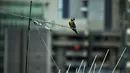 Burung macaw (sejenis beo) terlihat di atap sebuah gedung apartemen di Caracas pada 18 November 2018. Setiap sore, puluhan macaw liar berwarna-warni berduyun-duyun ke balkon dan teras tempat warga menaruh makanan untuk mereka. (YURI CORTEZ/AFP)