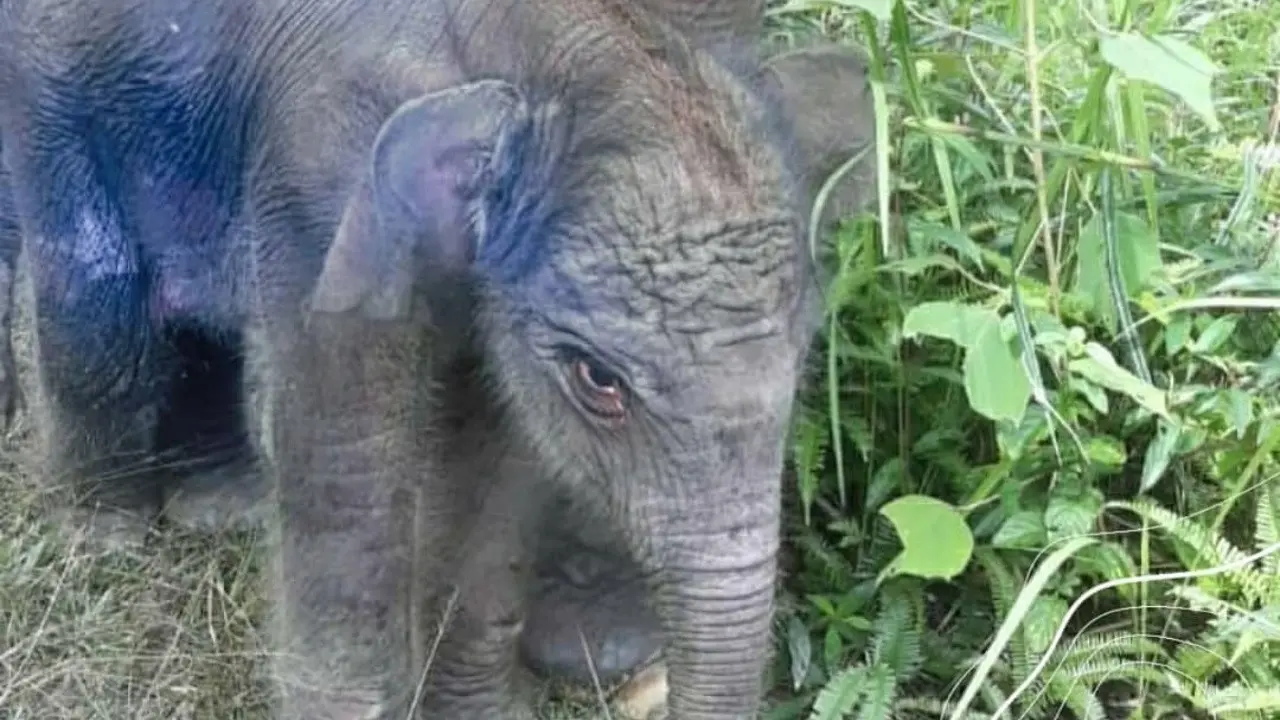 Anak gajah jantan