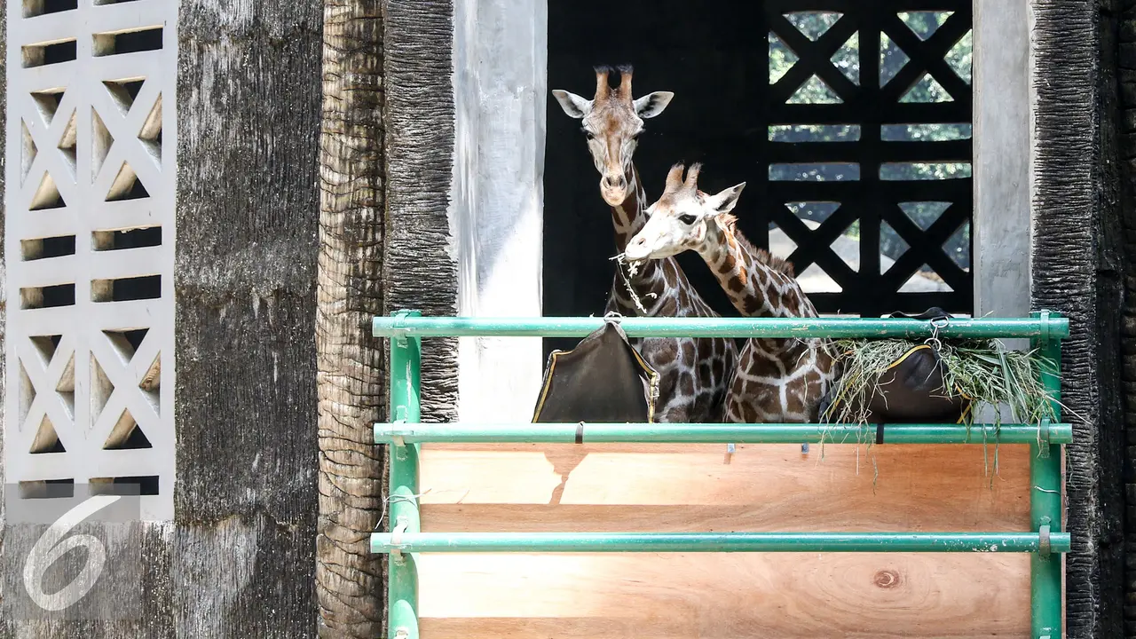 20150818-Jerapah-BarU-Ragunan-Jakarta-Ahok