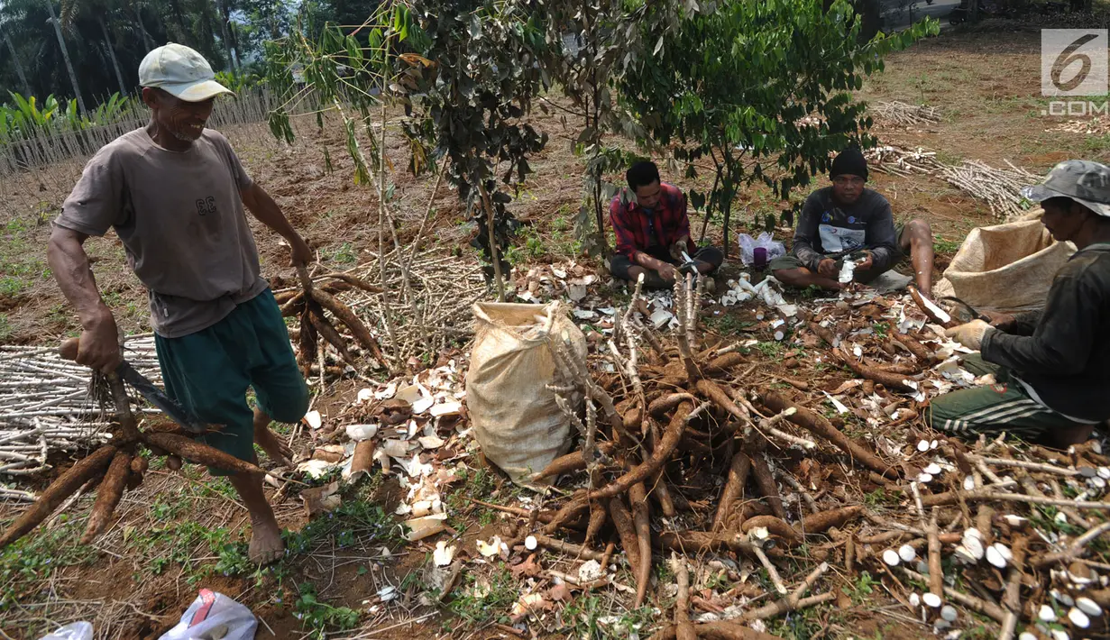 Sejumlah petani memanen singkong di kawasan Gunung Geulis, Bogor, Kamis (22/8/2019). Petani singkong mengeluhkan harga singkong sebagai bahan tapioka turun drastis di musim kemarau dari Rp 120 ribu/ pikul (70kg) menjadi Rp 60 ribu/pikul diduga akibat singkong yang melimpah. (merdeka.com/Arie Basuki)