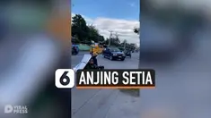ANJING SETIA