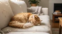 Rumah Dipenuhi Bulu Kucing? Ini Tips Membersihkan dengan Cepat dan Efektif