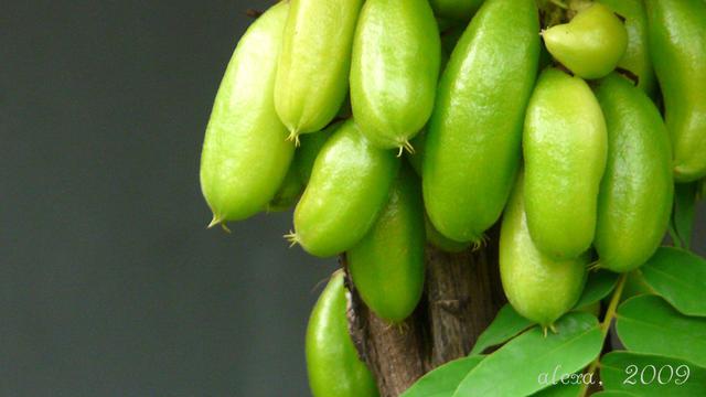 [Bintang] Belimbing Wuluh