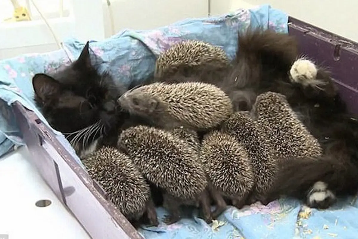 Unik, Kucing Ini Jadi Ibu Asuh 8 Anak Landak yang Induknya Mati