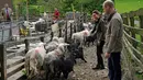 Duke of Cambridge Pangeran William bersama Duchess of Cambridge Kate Middleton saat berkunjung ke Deepdale Hall Farm, sebuah peternakan domba tradisional di Patterdale, Cumbria, Inggris, Selasa (11/6/2019). (Owen Humphreys/POOL/AFP)