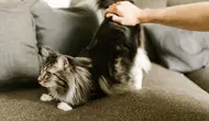 Alasan Kucing Meregangkan Tubuh Saat Melihat Orang, Kode Nyaman atau Lapar?