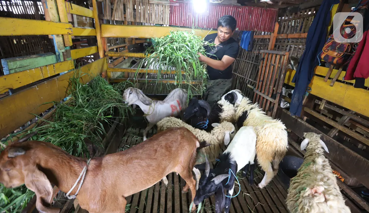 Pedagang memberi makan kambing di kios hewan ternak kawasan Buaran, Jakarta Timur, Jumat, (10/6/2022). Wabah Penyakit Mulut dan Kuku (PMK) hewan menyebabkan tutupnya sejumlah pasar hewan sehingga pedagang sulit mendapatkan kambing di pasar. (Liputan6.com/Johan Tallo)