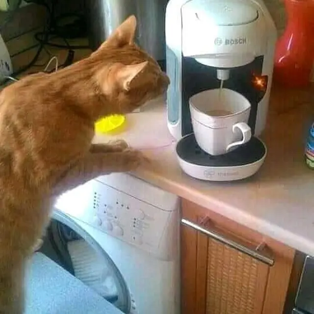 7 Potret Kucing Oranye Lakukan Pekerjaan Rumah, Bisa Jadi Kucing Baik