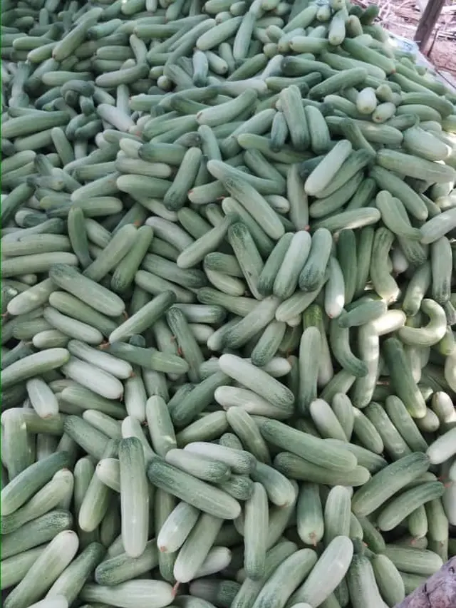 Kisah Petani yang Berikan Mentimun Gratis Kepada Masyarakat Ini Bikin Haru