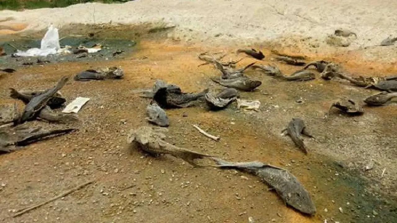 Ribuan Ikan Bengawan Solo Ditemukan Mati