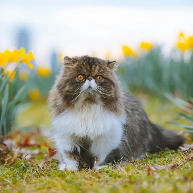 Persian Cat