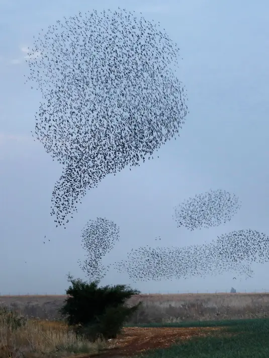 Ribuan burung jalak membentuk formasi ketika melakukan migrasi di langit atas lahan pertanian dekat kota Beit Shean di Israel, Kamis (21/12). Biasanya, mereka memang terbang bersama membentuk suatu formasi tertentu. (AFP PHOTO/MENAHEM KAHANA)