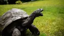 Seekor kura-kura raksasa Seychelles bernama Jonathan, berjalan di rumput di kediaman Gubernur Kerajaan Inggris, Saint Helena (20/10). Kura-kura berusia 185 tahun mampu berjalan dengan kecepatan antara 0,5-1 mph. (AFP PHOTO / Gianluigi Guercia)