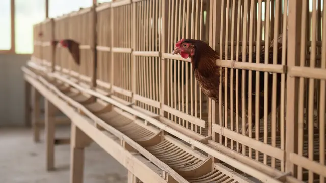 Desain Kandang Ayam Kampung Produktif. AI
