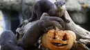 Sejumlah Berang-berang mendekati labu saat perayaan Halloween di Kebun Binatang Zoom Torino, Turin, Italia, Jumat (28/10). Tingkah unik diperlihatkan sejumlah hewan saat diberikan labu kepada mereka. (AFP PHOTO/Marco Bertorello)
