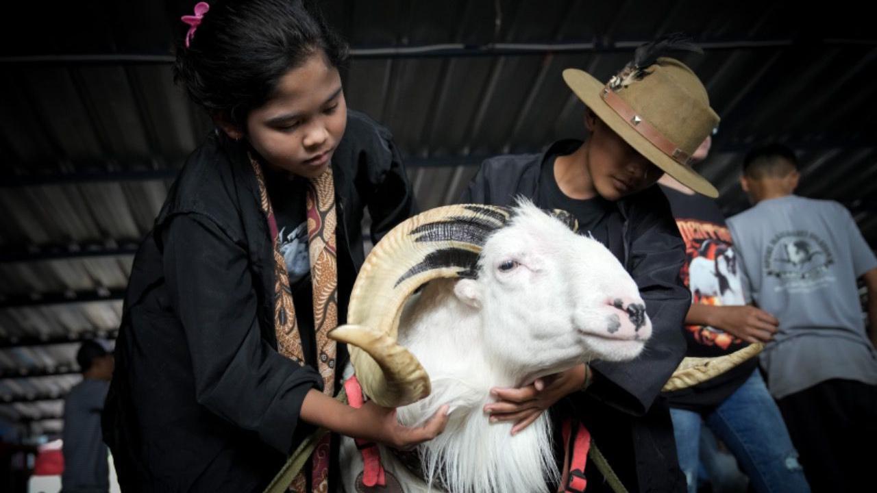 Menteri Koperasi dan UKM Teten Masduki memandang domba adu atau domba tangkas khas Garut bisa menjadi kekuatan ekonomi Jawa Barat. Utamanya di sektor pariwisata, peternakan, hingga UMKM.