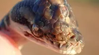 Ular tersebut merupakan jenis Monty Python. Dinas Taman dan Margasatwa Northern Territory membagikan foto ular yang sangat jarang ditemui itu (NT PARKS AND WILDLIFE)
