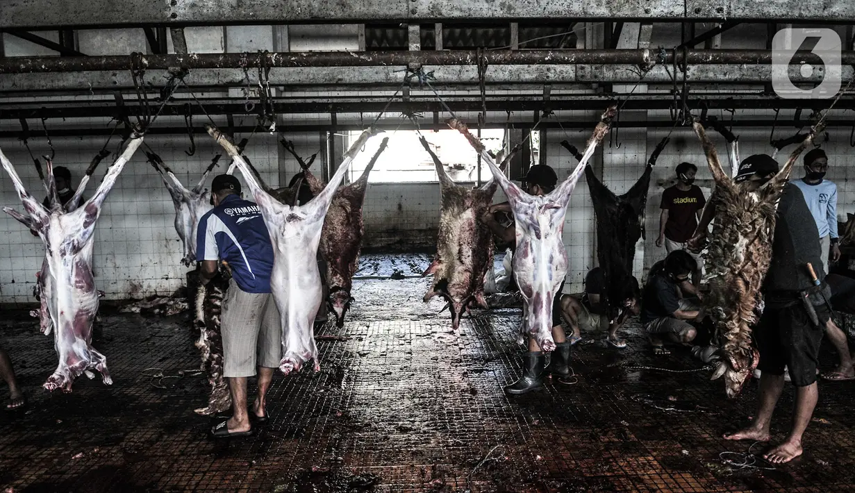 Petugas menguliti hewan kurban Idul Adha di RPH Pulogadung, Jakarta, Jumat (31/7/2020). RPH Pulogadung menyembelih 50 sapi dan puluhan kambing dengan proses pemotongan sesuai syariat Islam dan protokol kesehatan guna mencegah penyebaran COVID-19. (merdeka.com/Iqbal S. Nugroho)