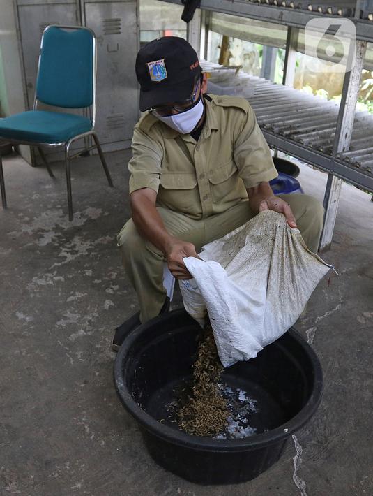 Petugas merawat maggot di Kantor Dinas Lingkungan Hidup DKI Jakarta, Selasa (3/11/2020). Dinas Lingkungan Hidup DKI Jakarta memberdayakan maggot untuk mengurai sampah organik yang bersumber dari sumbangsih warga per wilayah sebagai pupuk kompos. (Liputan6.com/Herman Zakharia)
