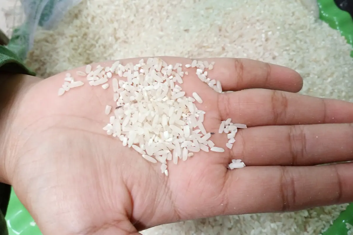 Cara Menghilangkan Kutu Beras