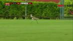 Laga sepak bola Copa U-20 di Brasil antara Sao Paulo vs Joinville terpaksa harus terhenti karena hadirnya rombongan burung yang bermain di tengah lapangan saat pertandingan masih berlangsung.