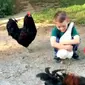 Seekor ayam jantan terlihat cemburu dalam tayangan video bocah lelaki dengan ayam betina miliknya.