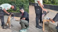 Kabar Terkini Anjing Dipukul Sekuriti Plaza Indonesia: Dokter Hewan Beberkan Kondisi Anjing Penjaga Plaza Indonesia Berusia 2 Tahun Bernama Fay Usai Dipukul Sekuriti (TikTok Plaza Indonesia)